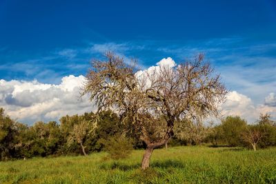 Trees on field against sky