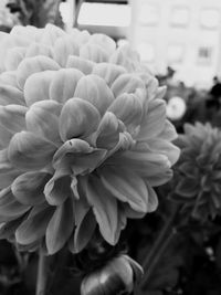 Close-up of flowers blooming