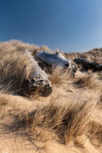 California coastal dune covered in sea grass and beached driftwood