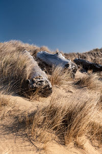 California coastal dune covered in sea grass and beached driftwood