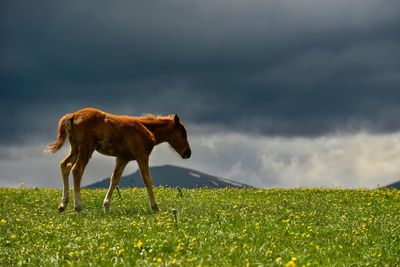 Qiongkushtai in xinjiang is a small kazakh village with a vast grassland, horses, and sheep.