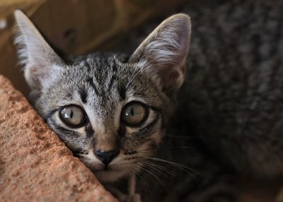 Close-up portrait of tabby cat