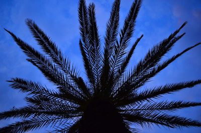 Low angle view of palm tree against blue sky