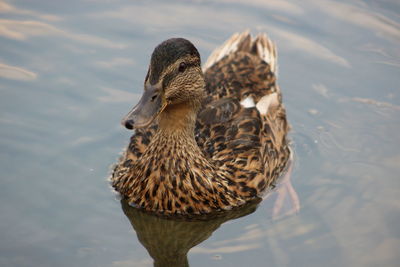 Close-up of duck in lake