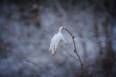 Close-up of frozen plant