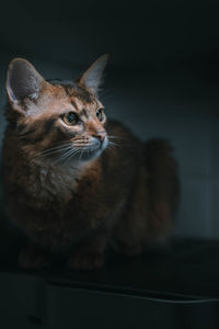 Close-up portrait of a cat looking away