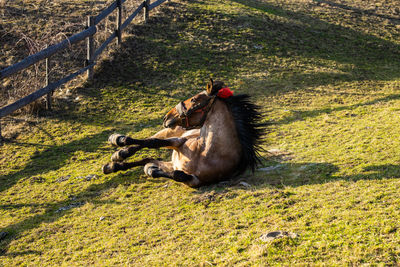 High angle view of horse on field