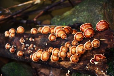 Close-up of shells on wood