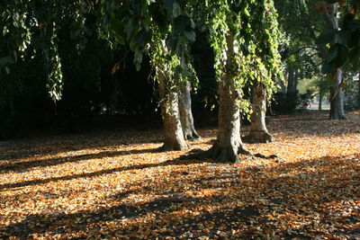 Trees and plants on field