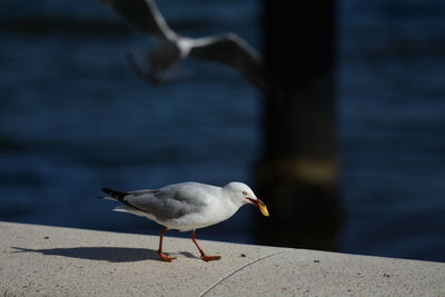 Seagull perching on a beach