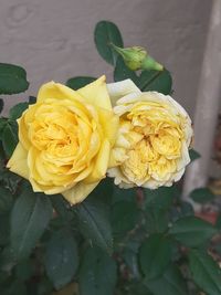 Close-up of yellow rose flower