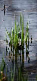 Plant in water