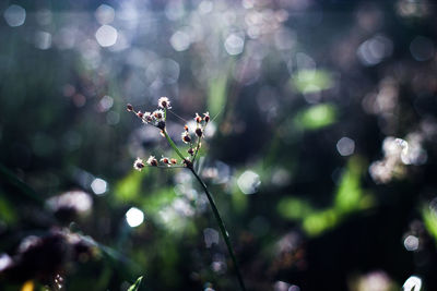 Close-up of flowers blooming during sunny day