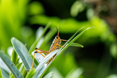 Close-up of grasshopper on plant leaves 