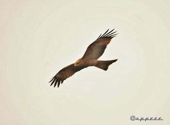 Low angle view of birds in flight