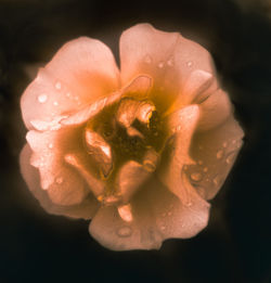 Close-up of wet rose blooming against black background
