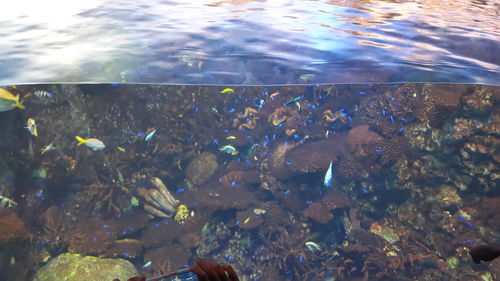 Close-up of fish swimming in aquarium