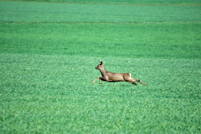 Dog running on grassy field