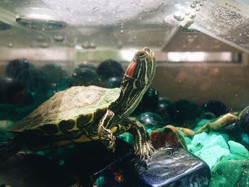 View of turtle in sea