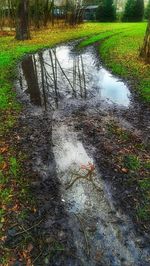 Reflection of trees in puddle