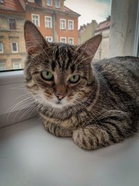 Close-up portrait of a cat