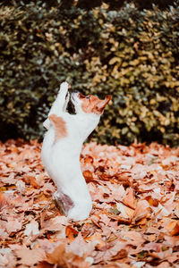 Beautiful black labrador sitting outdoors on brown leaves background, wearing a grey scarf. autumn 