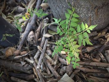 Close-up of fresh plants