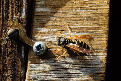 Close-up of an insect on metal