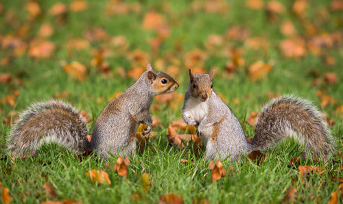 Squirrel on field