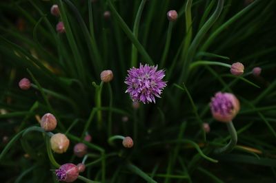 Close-up of purple flowering plant