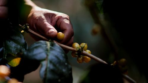 Cropped hand of person holding berry on branch outdoors