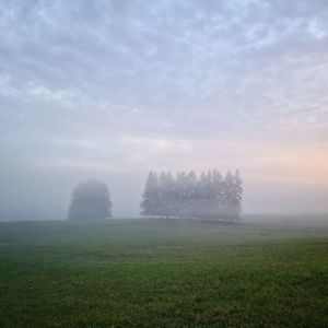 Trees on field against sky during foggy weather