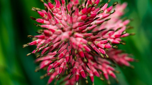 Close-up of pink flower