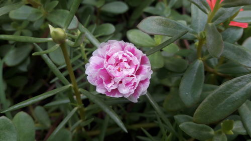 Close-up of pink flower blooming outdoors