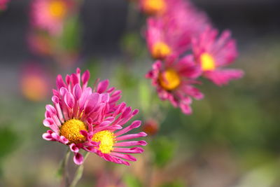Close-up of pink flowering plant