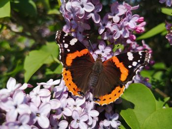 Close-up of butterfly pollinating on purple flower