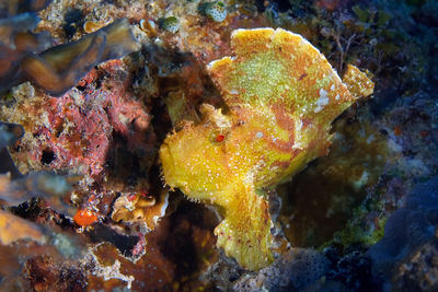 Close-up of fish underwater