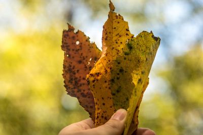 Close-up of hand holding leaf