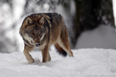 Close-up of wolf on snow