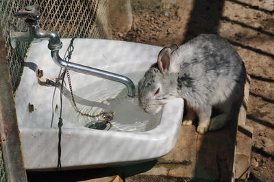 Rabbit drinking water