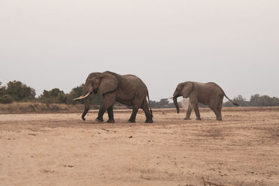 An amazing close up of huge elephants moving on the sandy banks of an african river