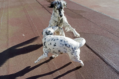 Dogs playing in the park