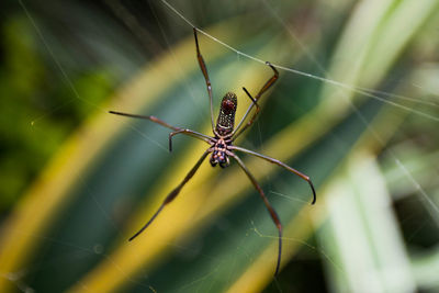 Close-up of spider on web