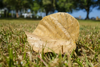 Close-up of dry grass on field