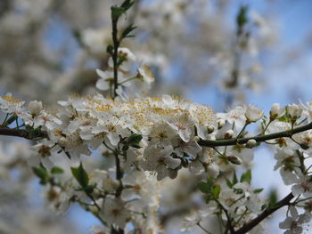 Close-up of cherry blossoms in spring