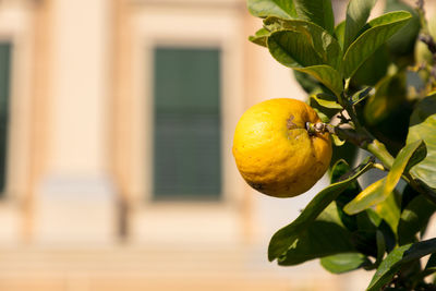 Close-up of fruits on tree