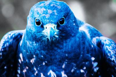 Close-up portrait of eagle