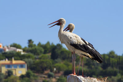 Close-up of pelican on blue against clear sky