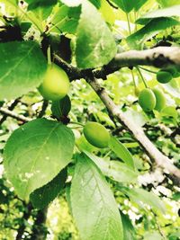 Close-up of leaves on tree