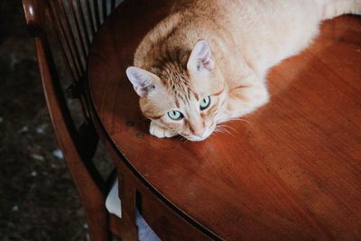 High angle view of cat resting on floor